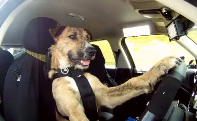 Câini dresaţi să şofeze