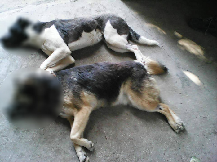 Câini eutanasiaţi la Suceava