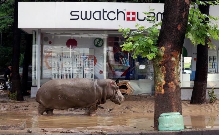 Rinocer scăpat de la grădina zoologică din Tbilisi, după ploi torenţiale, 14 iunie 2015