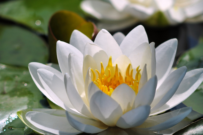 Floarea De Lotus Simbol De Puritate Si De Bun Augur