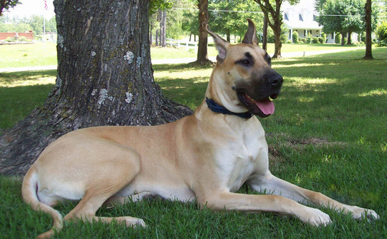 Marele Danez (Facebook)