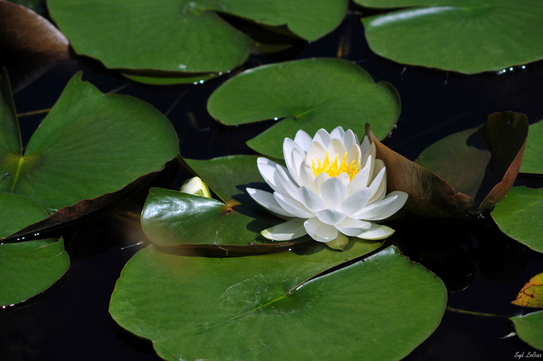 Floarea de lotus inconjurata de frunze ce pot ajunge la un diametru de 80 de cm. (Syl Lebar / Epoch Times)