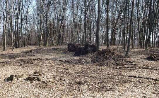 Pădurea Trivale, ajunsă fief al rechinilor imobiliari. (Jurnalul de Argeş)