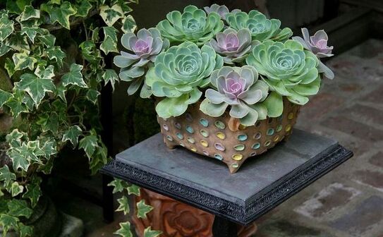 Echevaria (Facebook)