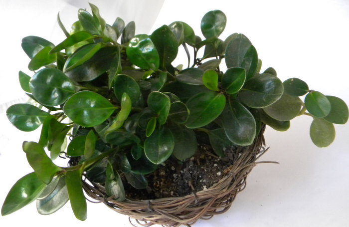 Cele Mai Frumoase Plante Decorative Cu Frunze Epoch Times