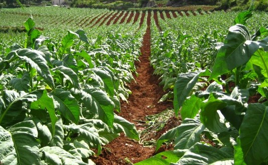 O fermă de tutun din Zimbabwe.
