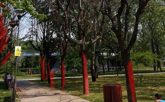 Copaci uscaţi în Parcul Drumul Taberei. (Facebook, Salvaţi Parcul Drumul Taberei)