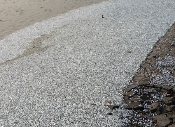 Peşti morţi după explozia de la Tianjin şi o ploaie care a generat spume albe la sol