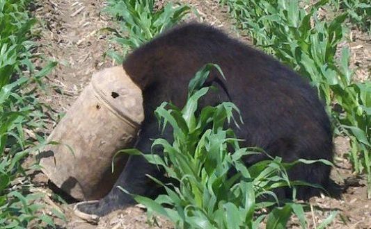 Un urs şi-a prins capul într-o canistră veche de lapte