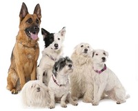 Mituri despre câini (Facebook)