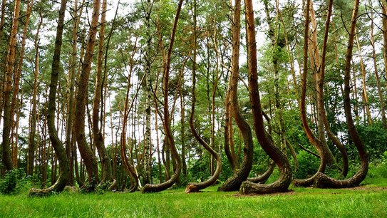 Pădurea Strâmbă, situată în powiatul Gryfino din Pomerania Occidentală, Polonia (Facebook.com/La Gran Epoca)