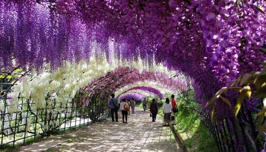 Tunelul de wisteria din Japonia (Pinterest)