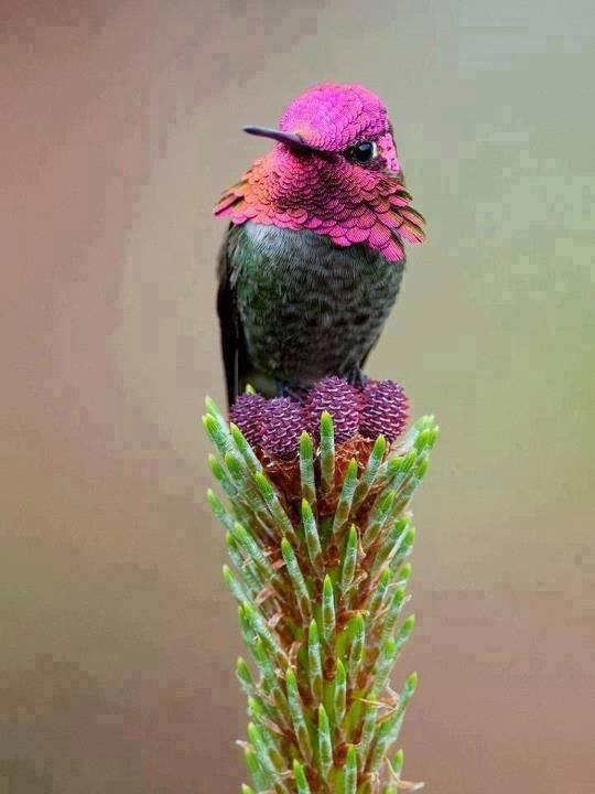 O păsărică pe o floare