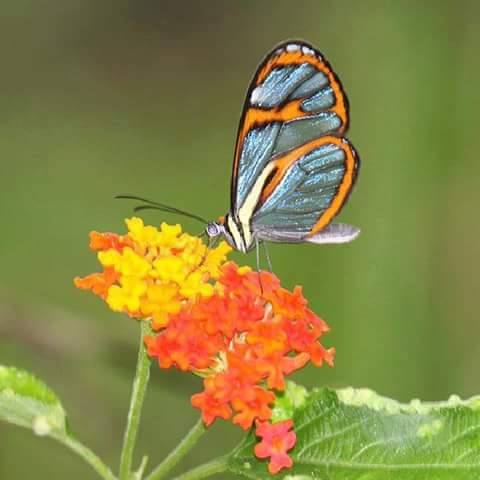 Fluture pe o floare
