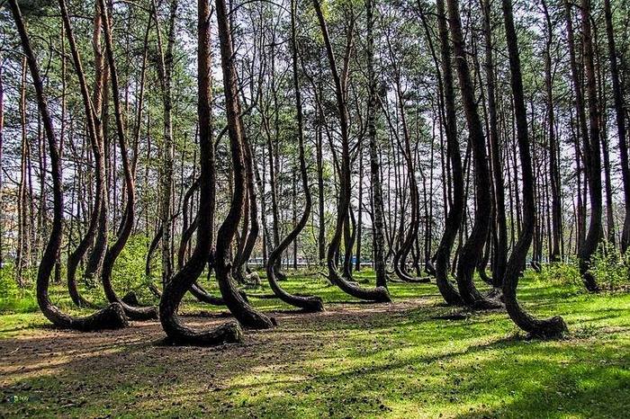 
Pădurea Strâmbă, situată în powiatul Gryfino din Pomerania Occidentală, Polonia