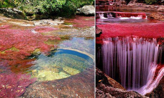 
Caño Cristales,"Râul celor cinci culori", se află în Sierra de la Macarena, Columbia