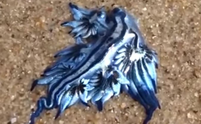 Dragon albastru (Captură internet)