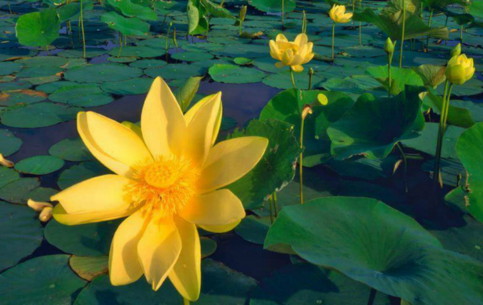 
Lotusul - simbol al purităţii