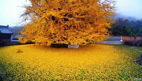 Ginkgo biloba: în fiecare toamnă planta milenară Ginkgo biloba din gradina unui templu budist lasă sub el un covor de frunze galbene strălucitoare. (Facebook.com/Epoch Times Paris)