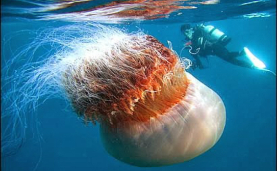 Meduza arctică (Cyanea capillata) (Google.com)