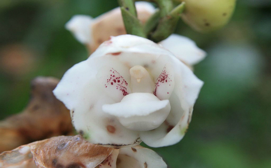 Orhideea porumbel (Peristeria elata) (Google.com)