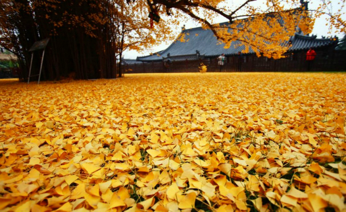 
Ginkgo biloba: în fiecare toamnă planta milenară Ginkgo biloba din gradina unui templu budist lasă sub el un covor de frunze galbene strălucitoare.