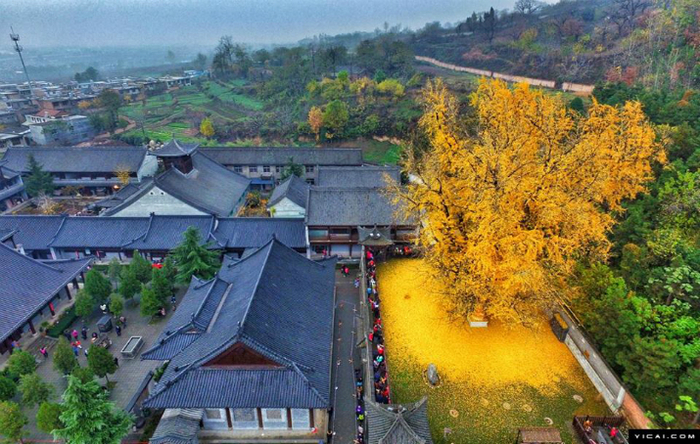 
Ginkgo biloba: în fiecare toamnă planta milenară Ginkgo biloba din gradina unui templu budist lasă sub el un covor de frunze galbene strălucitoare.