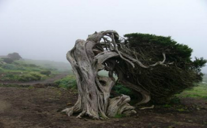 Jneapărul, sau sabina, cum este numit pe insulă, acest copăcel conifer totdeauna verde (juniperus commúnis) este emblema insulei El Hierro.