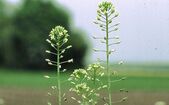 Camelina sativa (Wikipedia)