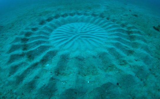 Aceste cercuri misterioase de pe fundul mării japoneze nu sunt opera unor fenomene paranormale ciudate, dar a unui foarte mare artist: peştele minge (Google.com)