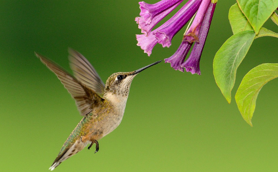 Colibri sau „Pasărea muscă” face parte din familia Trochilidae, o familie numeroasă cu peste 400 de specii răspândite numai în cele două Americi din Alaska până în Ţara de Foc, de pe ţărmul mărilor până în munţii înalţi acoperiţi cu zăpadă. Insă cele mai multe specii trăiesc în regiunile tropicale din America de Sud. (Captură You Tube)