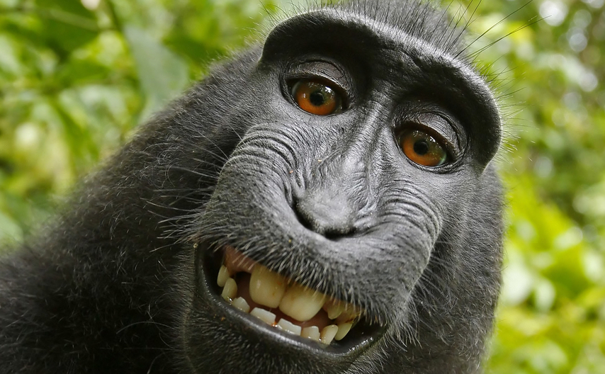 Naruto, primatul care îşi face selfie-uri