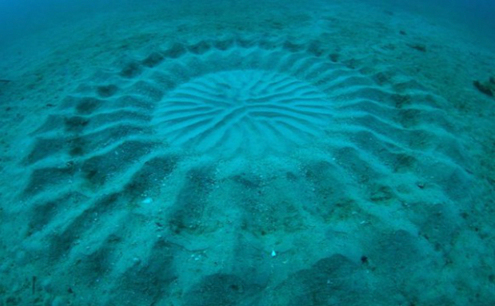 
Aceste cercuri misterioase de pe fundul mării japoneze nu sunt opera unor fenomene paranormale ciudate, dar a unui foarte mare artist: peştele minge
