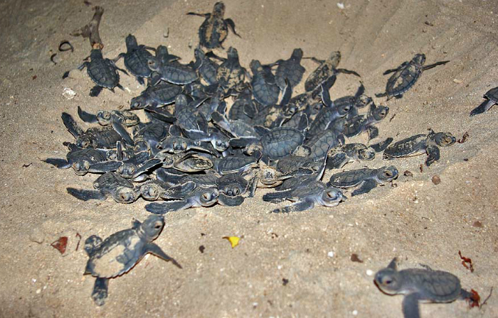 
Zeci de broaşte ţestoase nou născute apar din nisip şi se grăbesc să ajungă vastul ocean