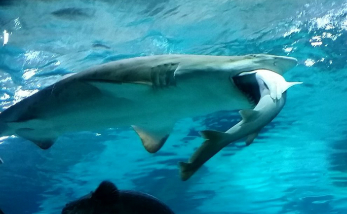 Imensul rechin tigru de la Coex Aquarium din Seul, Coreea de Sud, a devorat un alt rechinde dimensiuni mai mici (Captură You Tube)