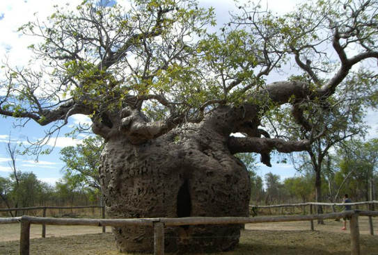 Toborochi este o specie a familiei Bombacaceae, iar numele său ştiinţific este Chorisia. (Google.com)