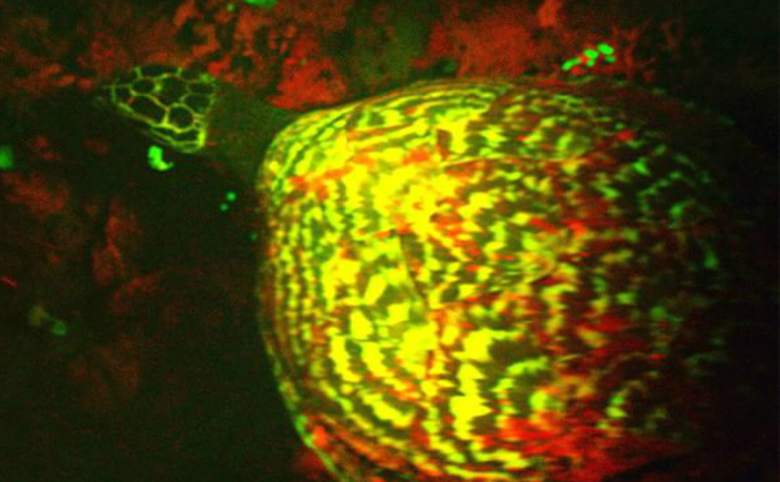 
Carapacea broaştei ţestoase Eretmochelys imbricata luminată de lanternă.