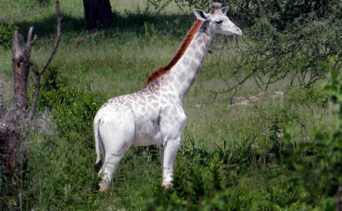 Girafa albă Omo, Tanzania
