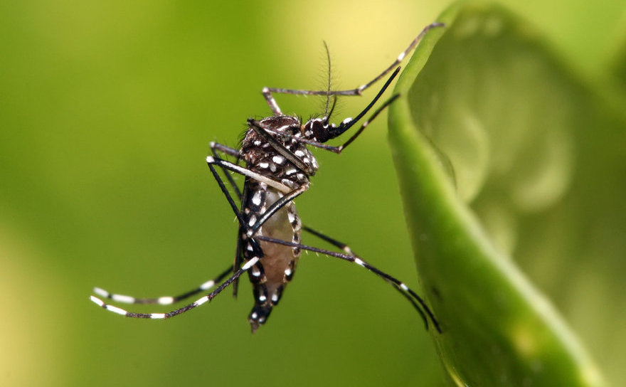 Virusul Zika se răspâdeşte în principal prin muşcătura ţânţarilor.