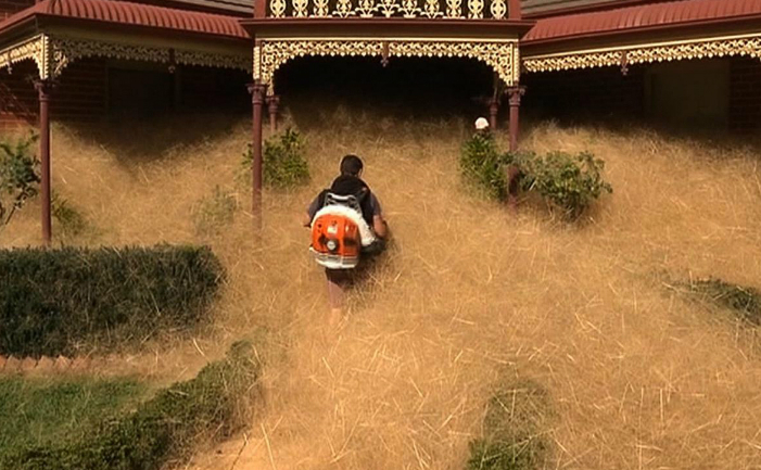 
Fenomenul natural curios, pe care localnicii din Wangaratta, Australia, îl numesc "panică păroasă"