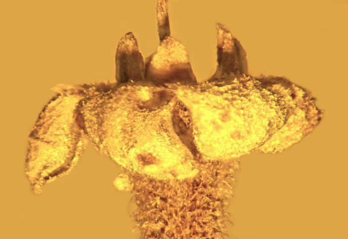 
Floarea Strychnos elect, prinsă într-un chihlimbar, este prezentată în această fotografie furnizată de George Poinar de la Universitatea de Stat din Oregon, 15 februarie 2016.
