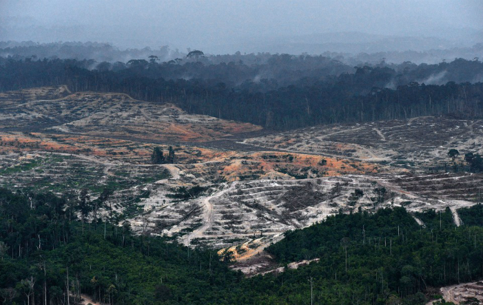 Pădurile din Indonezia sunt pe cale de dispariţie