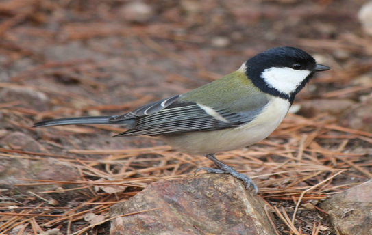 Piţigoiul japonez (Parus minor) (Wikipedia.org)