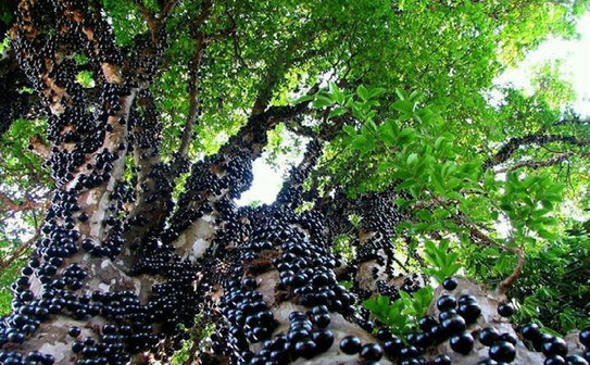 Jabuticaba (Myrciaria cauliflora) sau copacul brazilian de struguri (Google images)