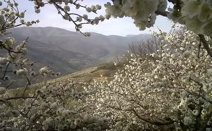 Cireşi înfloriţi în Valea Jerte, Spania (Youtube.com)