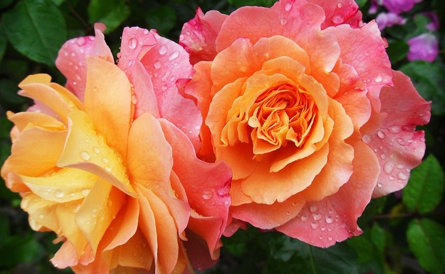 Trandafiri (Pixabay.com)