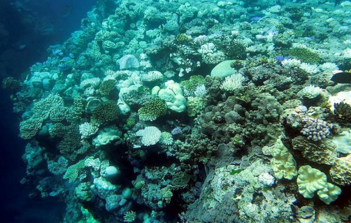 
Un grup de oameni de ştiinţă a descoperit un mare recif de corali la gura fluviului Amazon