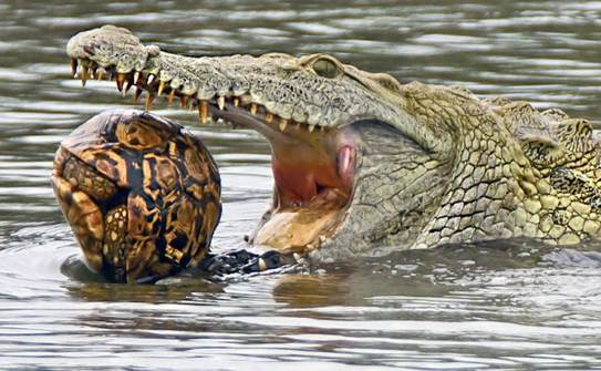 O broască ţestoasă leopard (Geochelone pardalis) în gura unui crocodil (Lisl Moolman/Caters)
