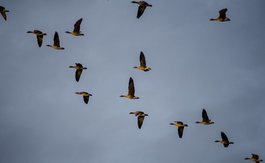 Păsări migratoare (Pixabay.com)