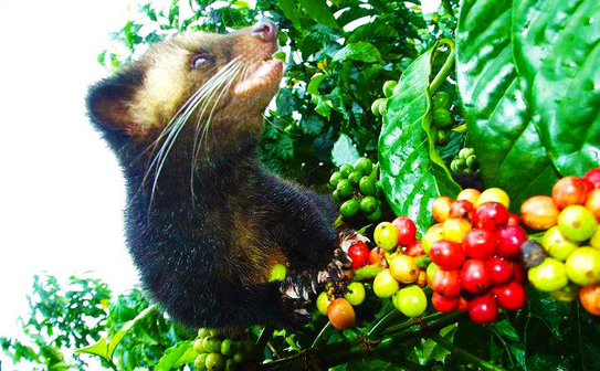 Kopi Luwa, cea mai scumpă cafea din lume, obţinută din boabele care au fost ingerate şi expulzate prin excremente de un animal, civeta de palmier (Paradoxurus hermaphroditus). (caffesulweb)